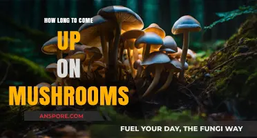 Timing Your Trip: How Long Do Mushrooms Take to Kick In?