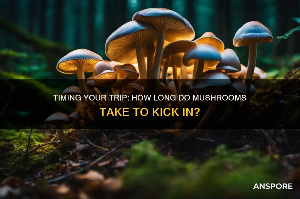 how long to come up on mushrooms