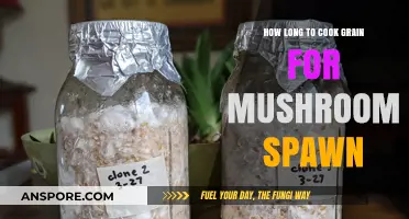 Perfect Grain Preparation: Optimal Cooking Time for Mushroom Spawn Success
