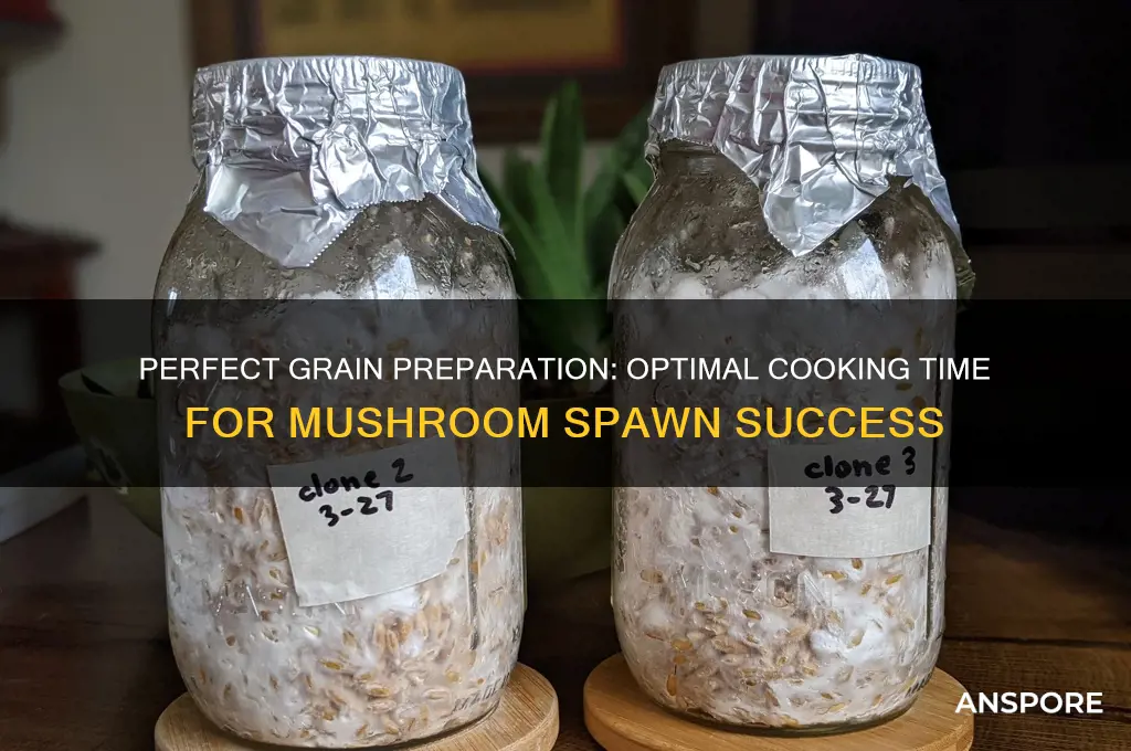 how long to cook grain for mushroom spawn