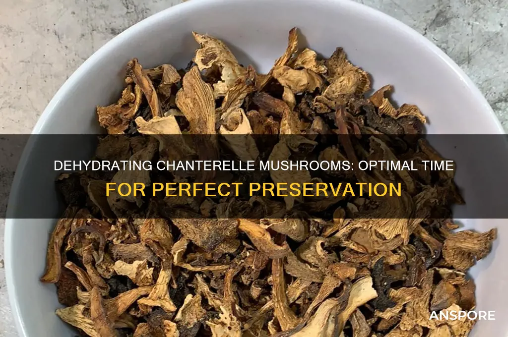 how long to dehydrate chanterelle mushrooms