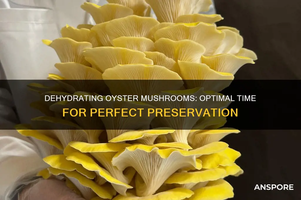 how long to dehydrate oyster mushrooms