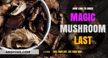 Shelf Life of Dried Magic Mushrooms: How Long Do They Last?