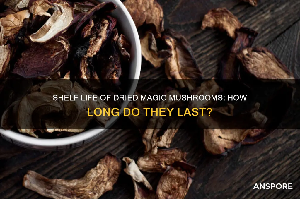 how long to dried magic mushrooms last