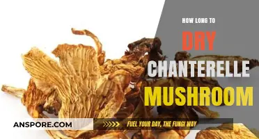 Perfectly Dried Chanterelles: Optimal Timing for Preserving Their Flavor