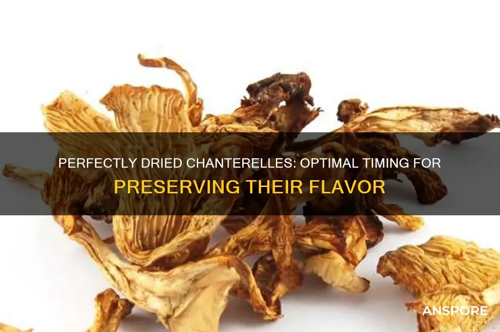 how long to dry chanterelle mushrooms