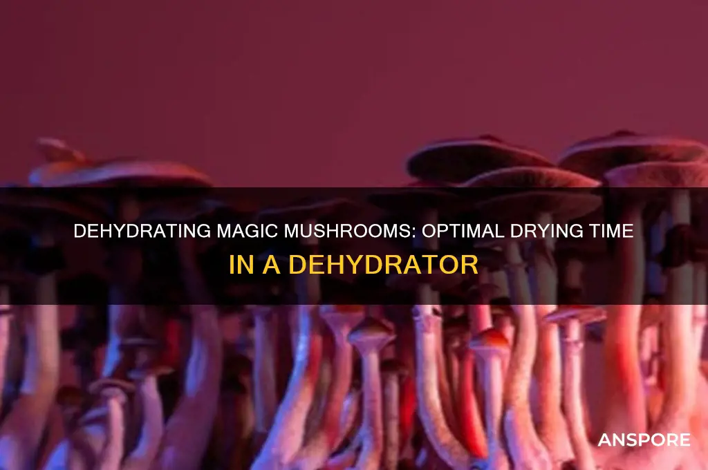 how long to dry magic mushrooms in dehydrator