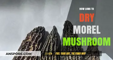 Perfectly Dried Morel Mushrooms: Timing Tips for Optimal Preservation