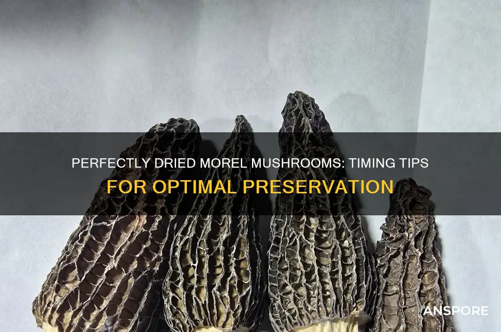 how long to dry morel mushrooms