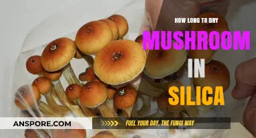 Drying Mushrooms in Silica: Optimal Time for Perfect Preservation
