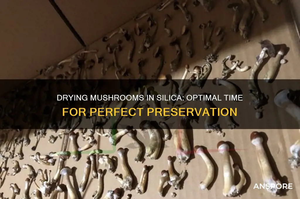 how long to dry mushrooms in silica
