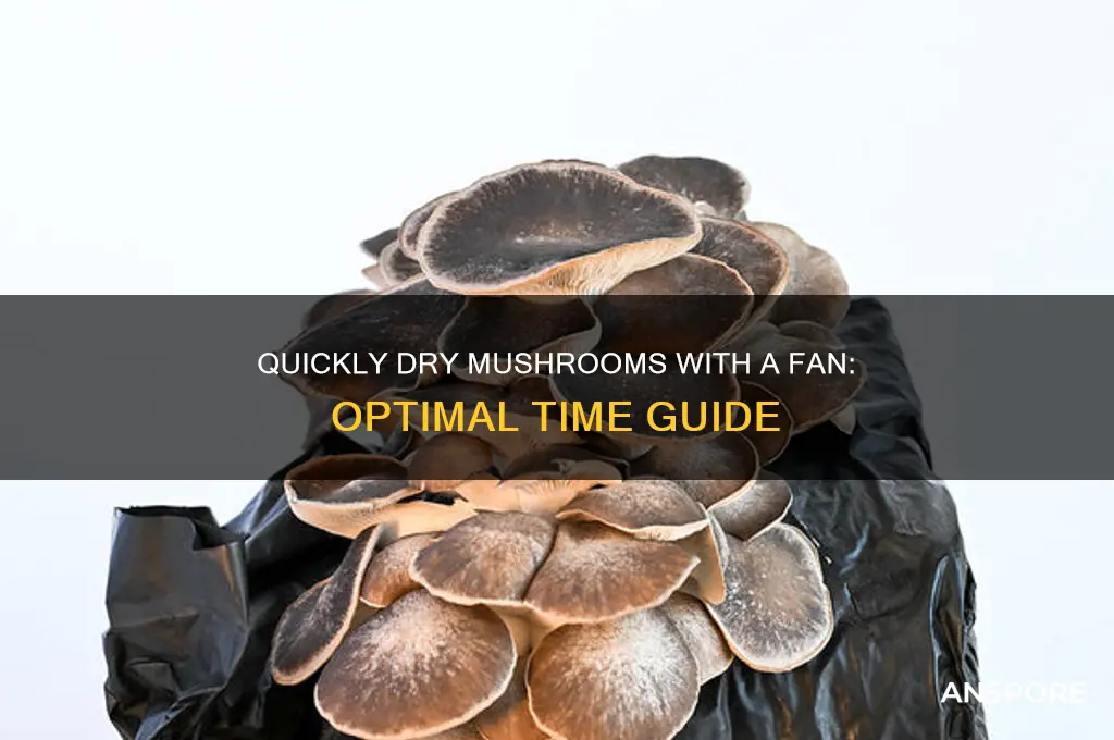 how long to dry mushrooms with fan