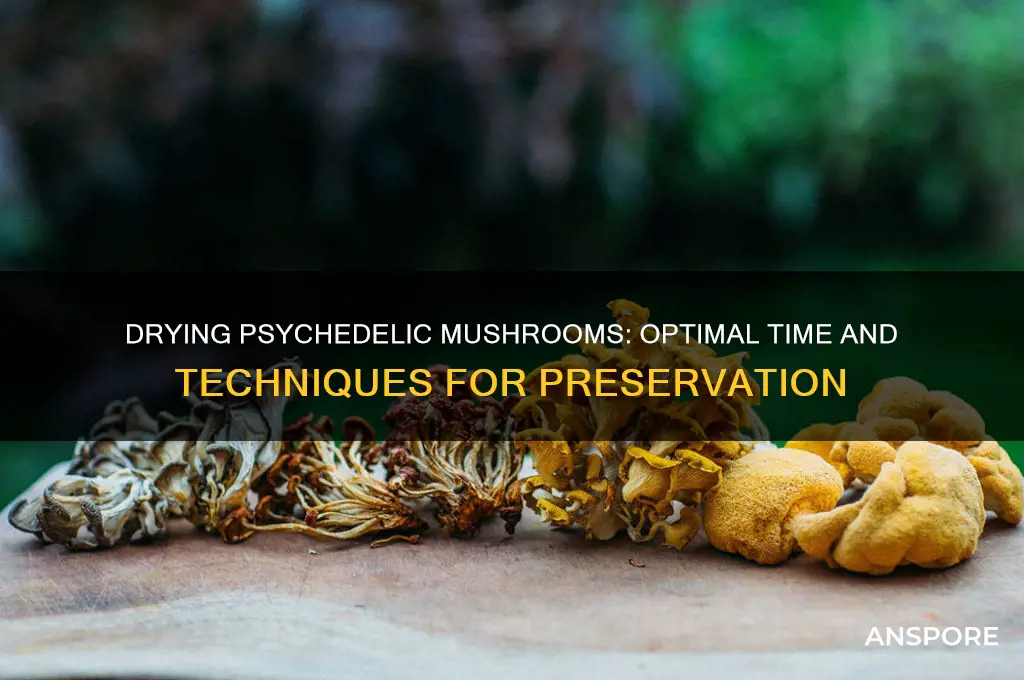 how long to dry psychedelic mushrooms