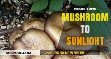 Sunlight Exposure for Mushrooms: Optimal Duration for Healthy Growth