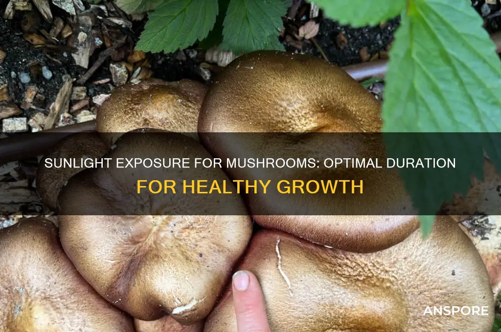 how long to expose mushrooms to sunlight