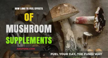When Do Mushroom Supplements Kick In? Timing and Effects Explained