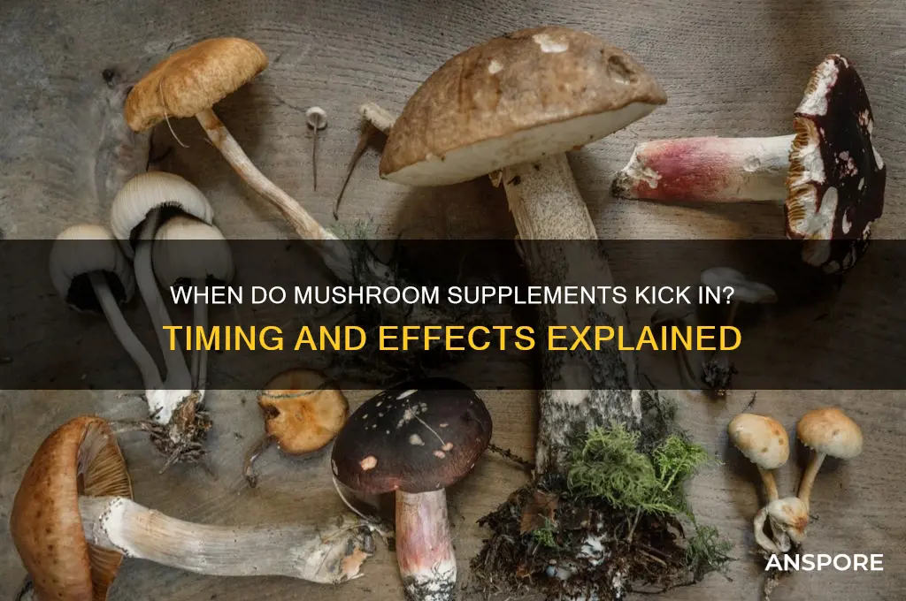 how long to feel effects of mushroom supplements