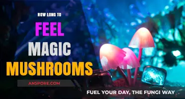 How Long Does the Magic Mushroom Experience Typically Last?