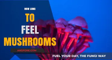 How Long Do Mushroom Effects Last? A Comprehensive Guide