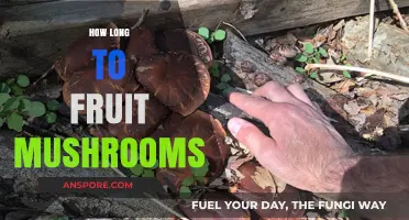 Growing Mushrooms: Understanding the Timeframe for Fruiting Bodies to Appear