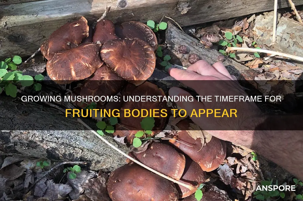 how long to fruit mushrooms
