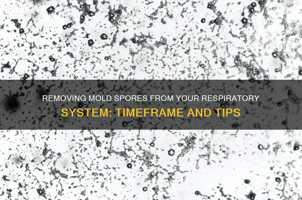 how long to get mold spores out of respitory