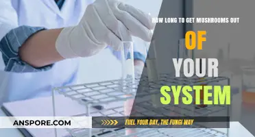 How Long Do Mushrooms Stay in Your System? A Complete Guide