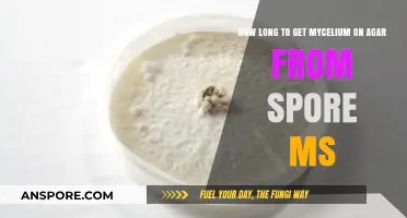 Growing Mycelium on Agar from Spore Mass: Timeframe Explained