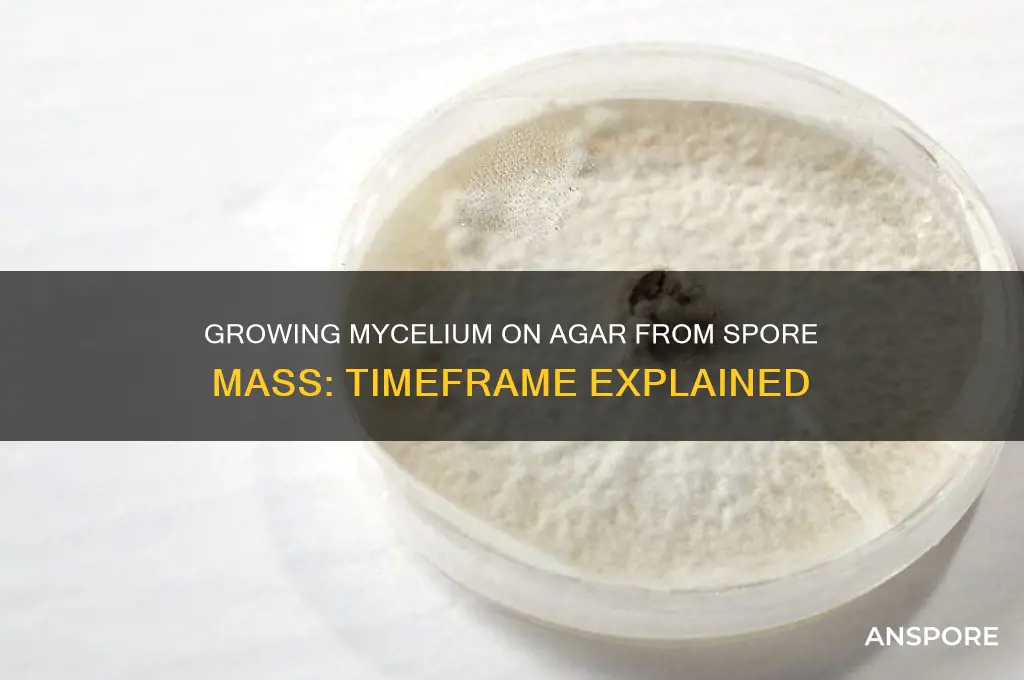 how long to get mycelium on agar from spore ms