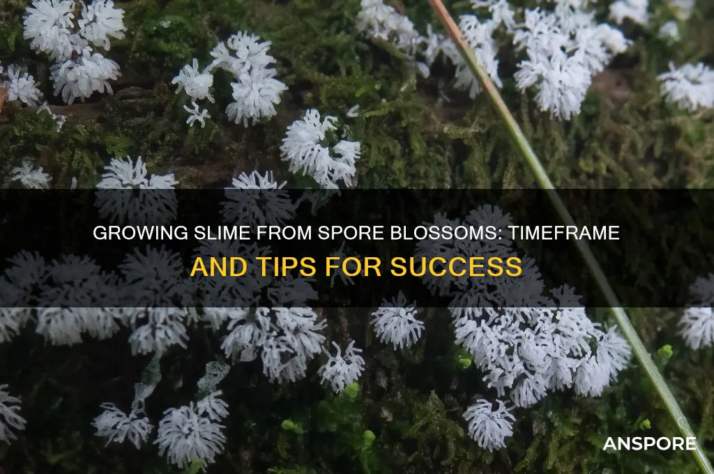 how long to get slime from a spore blossom