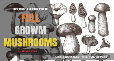From Pins to Harvest: Mushroom Growth Timeline Explained