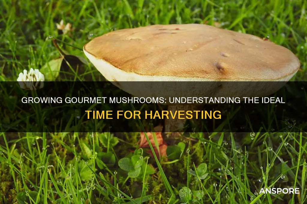 how long to gri mushrooms
