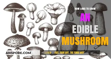 Growing Edible Mushrooms: Understanding the Timeframe for a Tasty Harvest