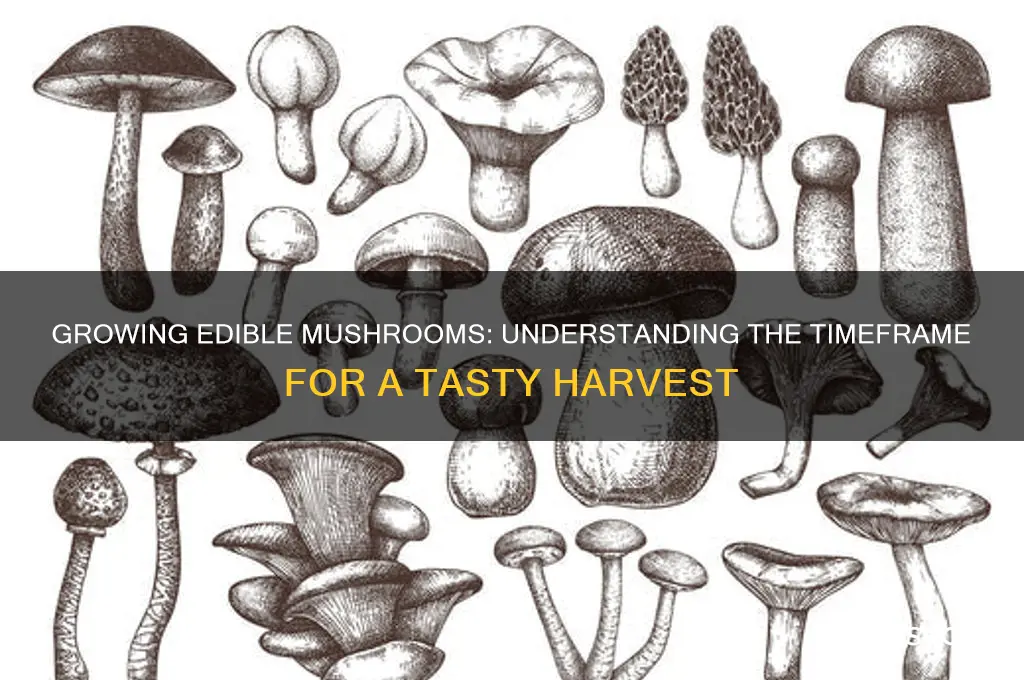 how long to grow an edible mushroom