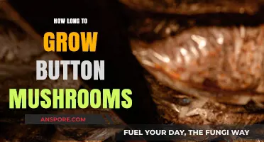Growing Button Mushrooms: Timeframe and Tips for a Successful Harvest