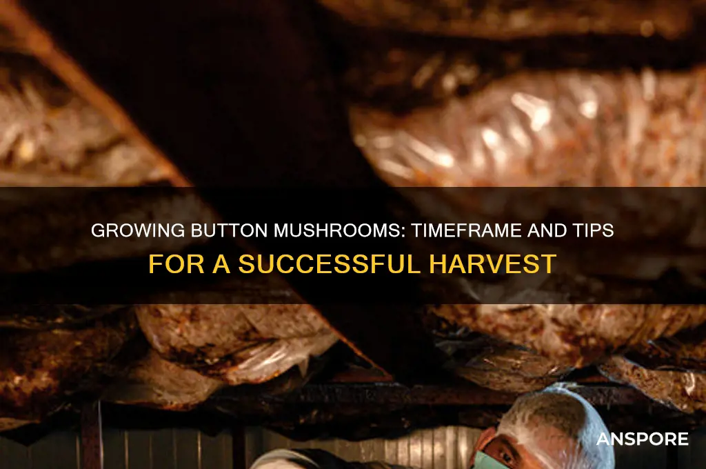 how long to grow button mushrooms