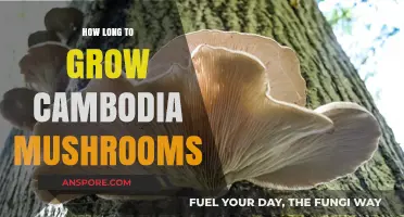 Growing Cambodia Mushrooms: Optimal Timeframe and Cultivation Tips