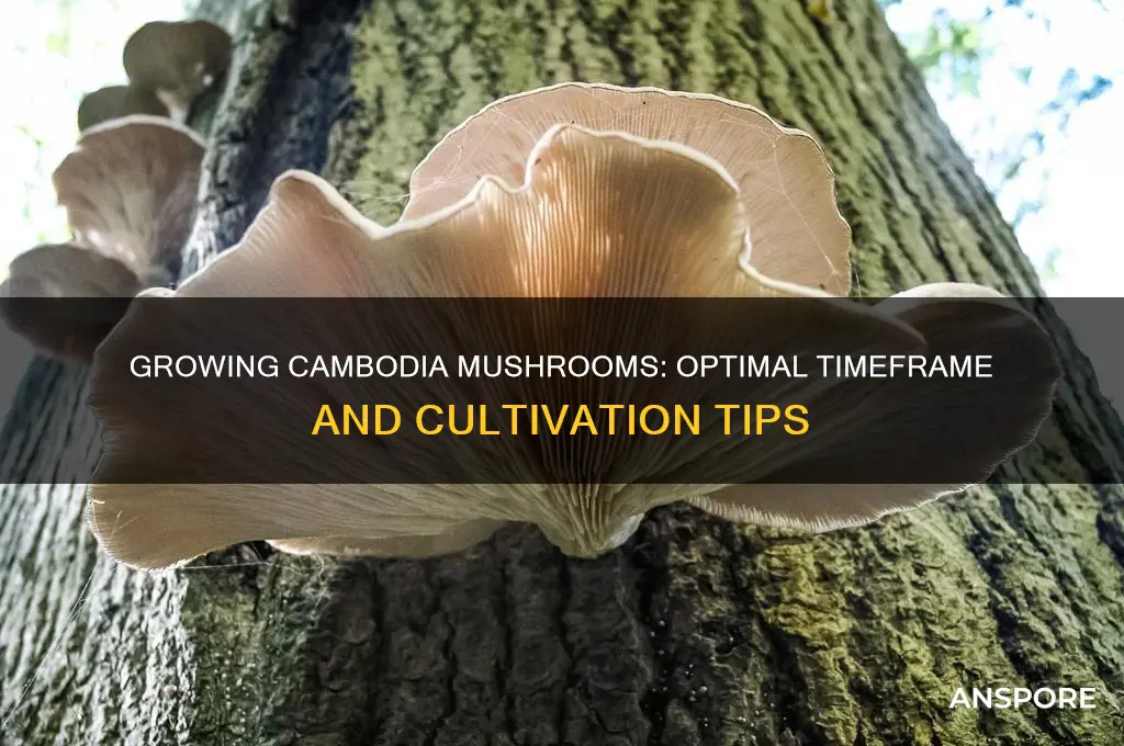 how long to grow cambodia mushrooms