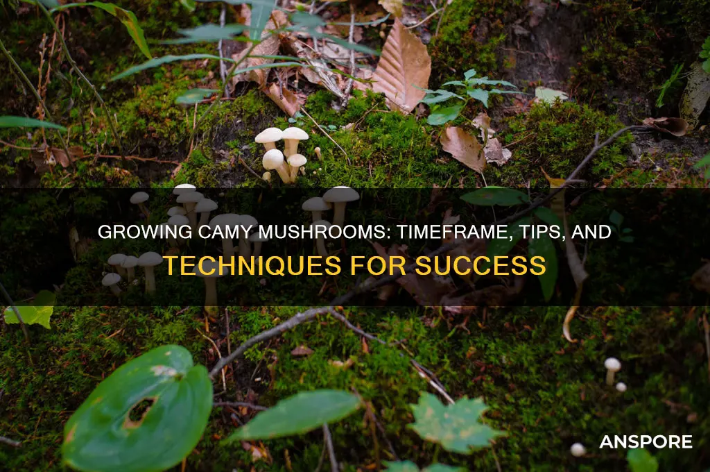 how long to grow camy mushrooms
