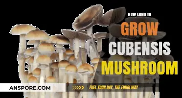 Growing Cubensis Mushrooms: Timeframe and Cultivation Tips Revealed