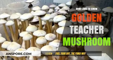 Growing Golden Teacher Mushrooms: Timeframe and Cultivation Tips