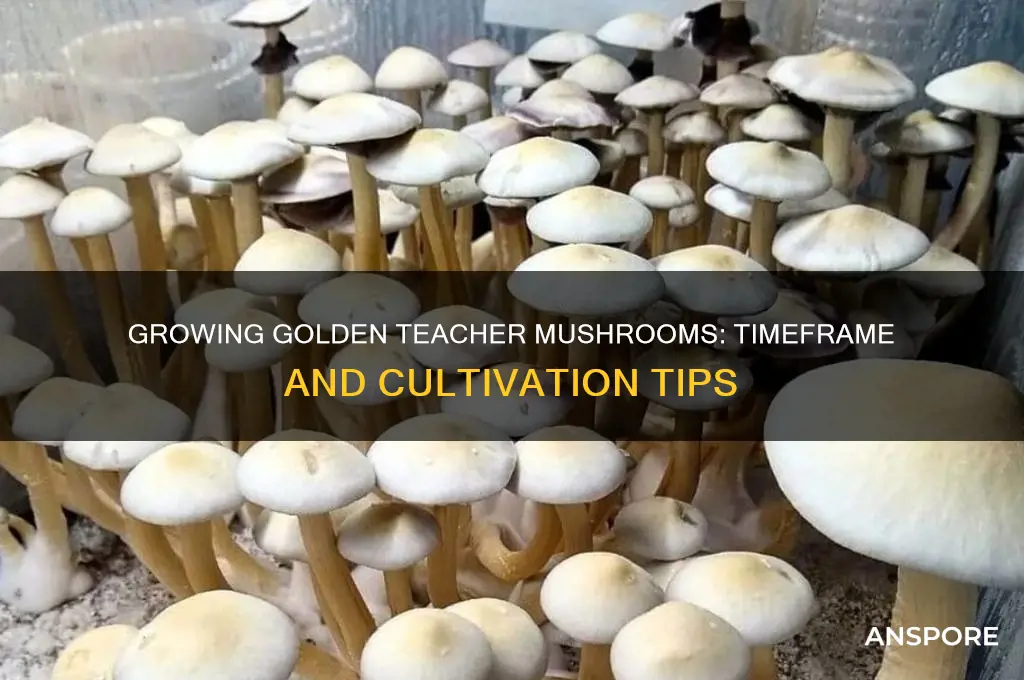 how long to grow golden teacher mushrooms