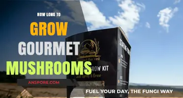 Mastering Gourmet Mushroom Cultivation: Optimal Growth Timelines Revealed