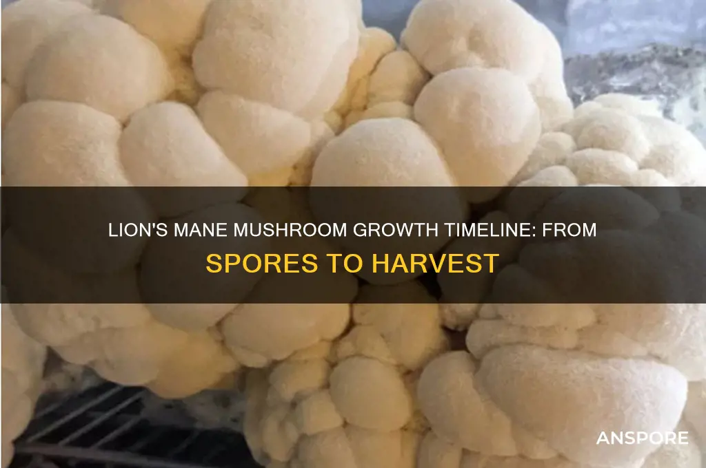 how long to grow lion