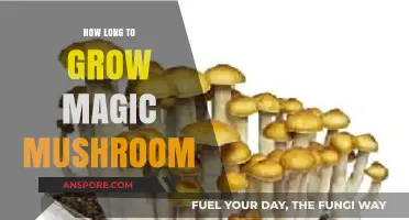 Growing Magic Mushrooms: Understanding the Timeframe for a Successful Harvest