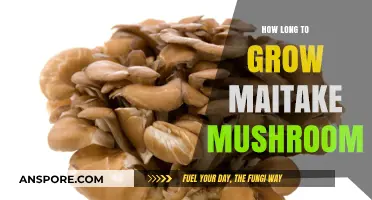 Mastering Maitake: Optimal Growing Time for Abundant Harvests