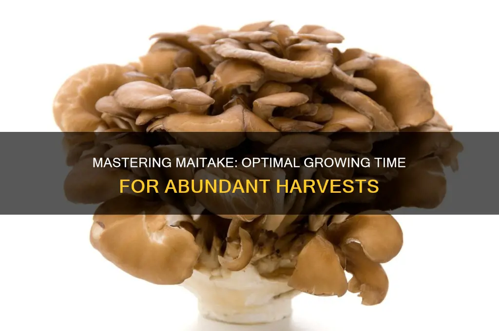 how long to grow maitake mushroom