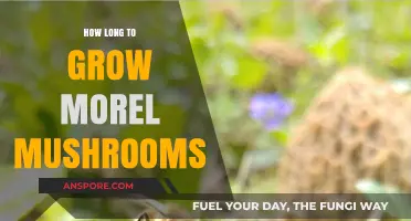 Mastering Morel Mushroom Cultivation: Optimal Growth Timeline Revealed