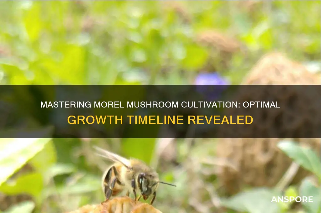 how long to grow morel mushrooms