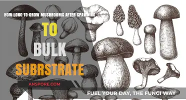 Mushroom Growth Timeline: From Spawning to Bulk Substrate Harvest